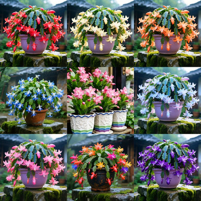 🦀Mix Colors Schlumbergera Bulbs– Easy Care Blooms in Every Shade, Even in Winter ❄️🌈