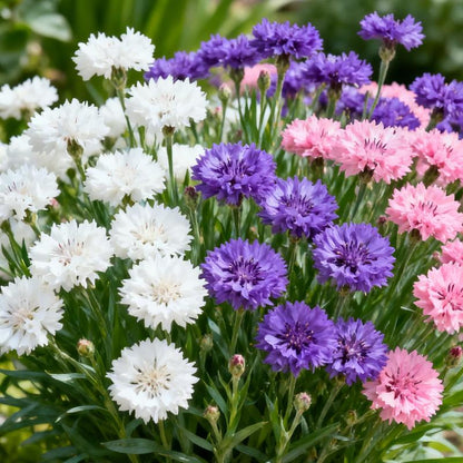 🌼Turn Your Yard Into a Blooming Cornflower Paradise 🌼