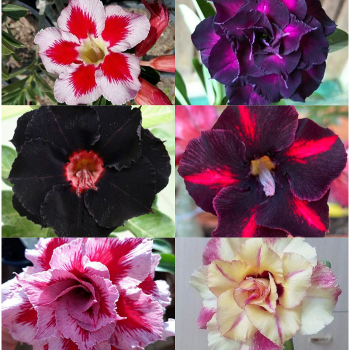 🔥Desert Rose Sale – Save Big Today!🎁 😍Vibrant Blooms All Season Long 🌵