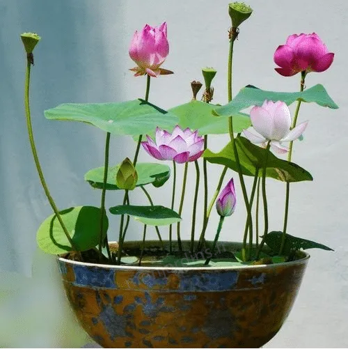 🌺The sacred lotus flower in bonsai🌺