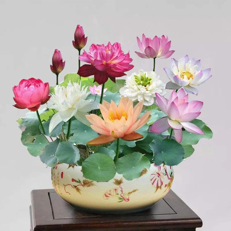 🪷 Grow Your Own Sacred Lotus at Home