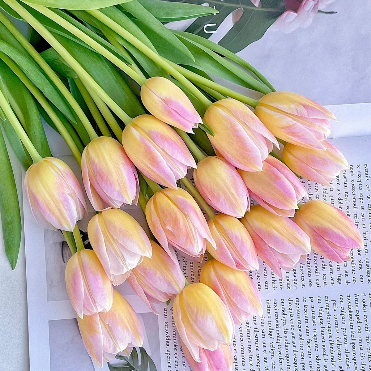 💥Spring NEW🌷Tulips "first love"seeds