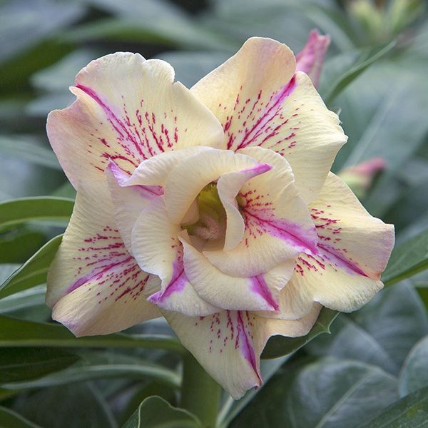 🔥Desert Rose Sale – Save Big Today!🎁 😍Vibrant Blooms All Season Long 🌵