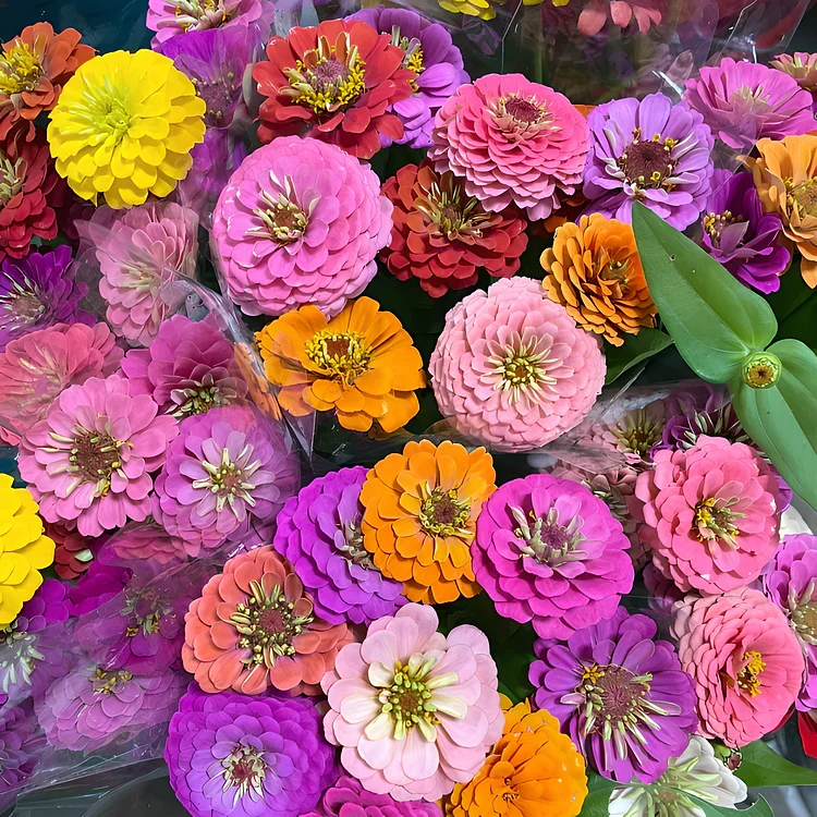 🏠🌿Easy Double Zinnia Seeds – Big, Bold, Beautiful💮🤗