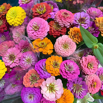 🏠🌿Easy Double Zinnia Seeds – Big, Bold, Beautiful💮🤗