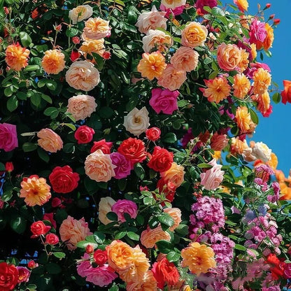 🌹Climbing Rose Seeds🌺 Easy Grow, First-Year Blooming Beauty