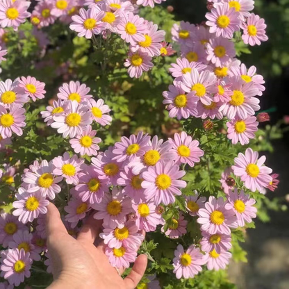 Last Day Sale - 50% OFF🌱 Pest Killer-Pyrethrum Daisy Seeds - Mixed Color