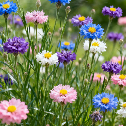 🌼Turn Your Yard Into a Blooming Cornflower Paradise 🌼