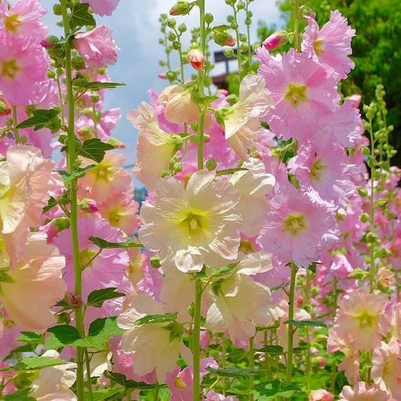 🌈 Premium Double Hollyhock🌸Plant Once, Bloom for Years