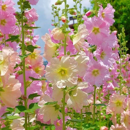 🌈 Premium Double Hollyhock🌸Plant Once, Bloom for Years