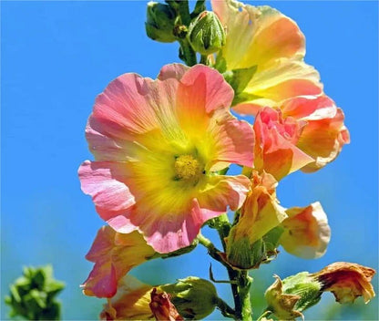 🌈 Premium Double Hollyhock🌸Plant Once, Bloom for Years