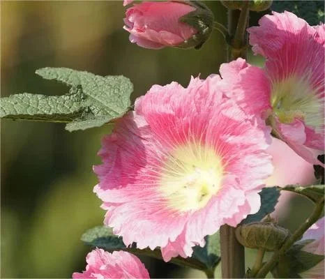 🌈 Premium Double Hollyhock🌸Plant Once, Bloom for Years