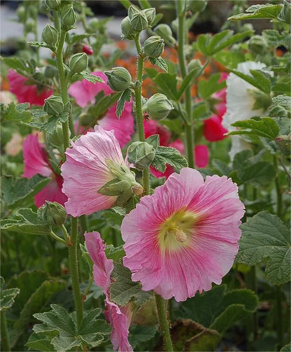 🌈 Premium Double Hollyhock🌸Plant Once, Bloom for Years