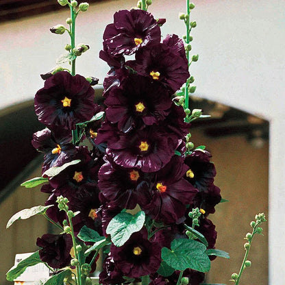 🌈 Premium Double Hollyhock🌸Plant Once, Bloom for Years
