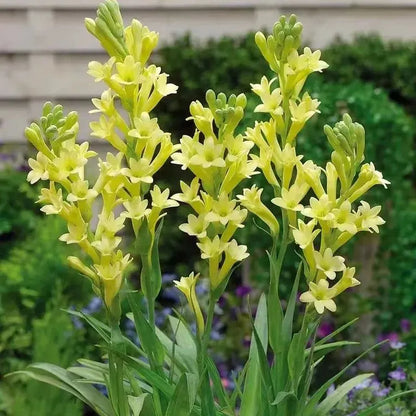 🌸 Double Fragrant Tuberose Bulbs — Let Every Evening Bloom With Sweet Scent ✨💫