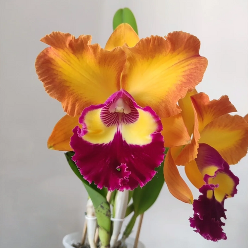 💐 Magical Calanthe Seeds · Temporary Special Offer!