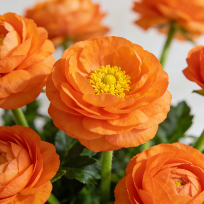 🌸Ranunculus Seeds – 💜Grow Elegant, Rose-Like Blooms in Your Own Garden