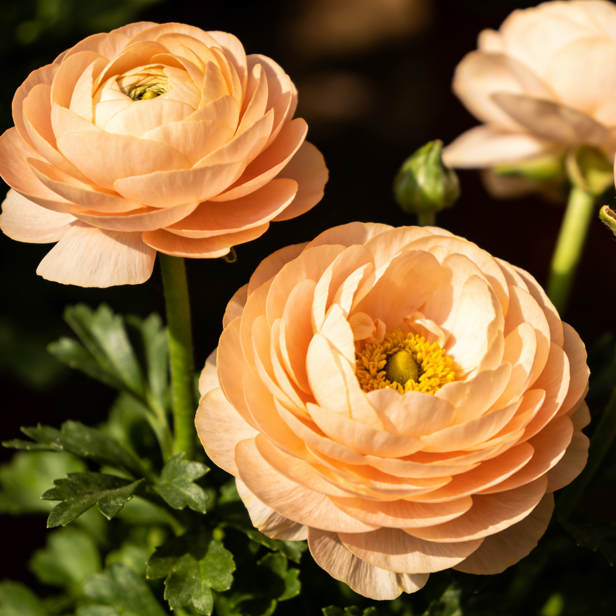 🌸Ranunculus Seeds – 💜Grow Elegant, Rose-Like Blooms in Your Own Garden