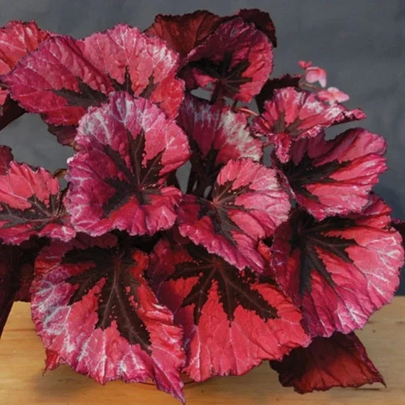 🍃 Rare Coleus seeds🌸, ideal for perennial shade garden ornamental foliage