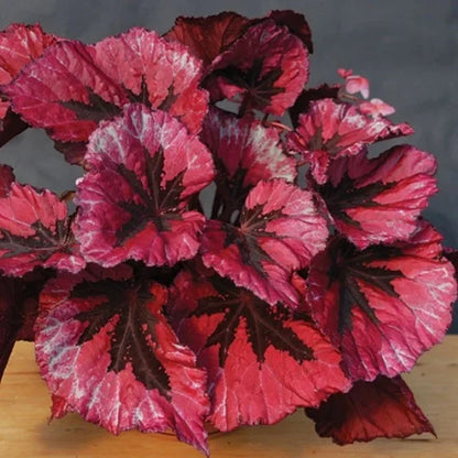 🍃 Rare Coleus seeds🌸, ideal for perennial shade garden ornamental foliage