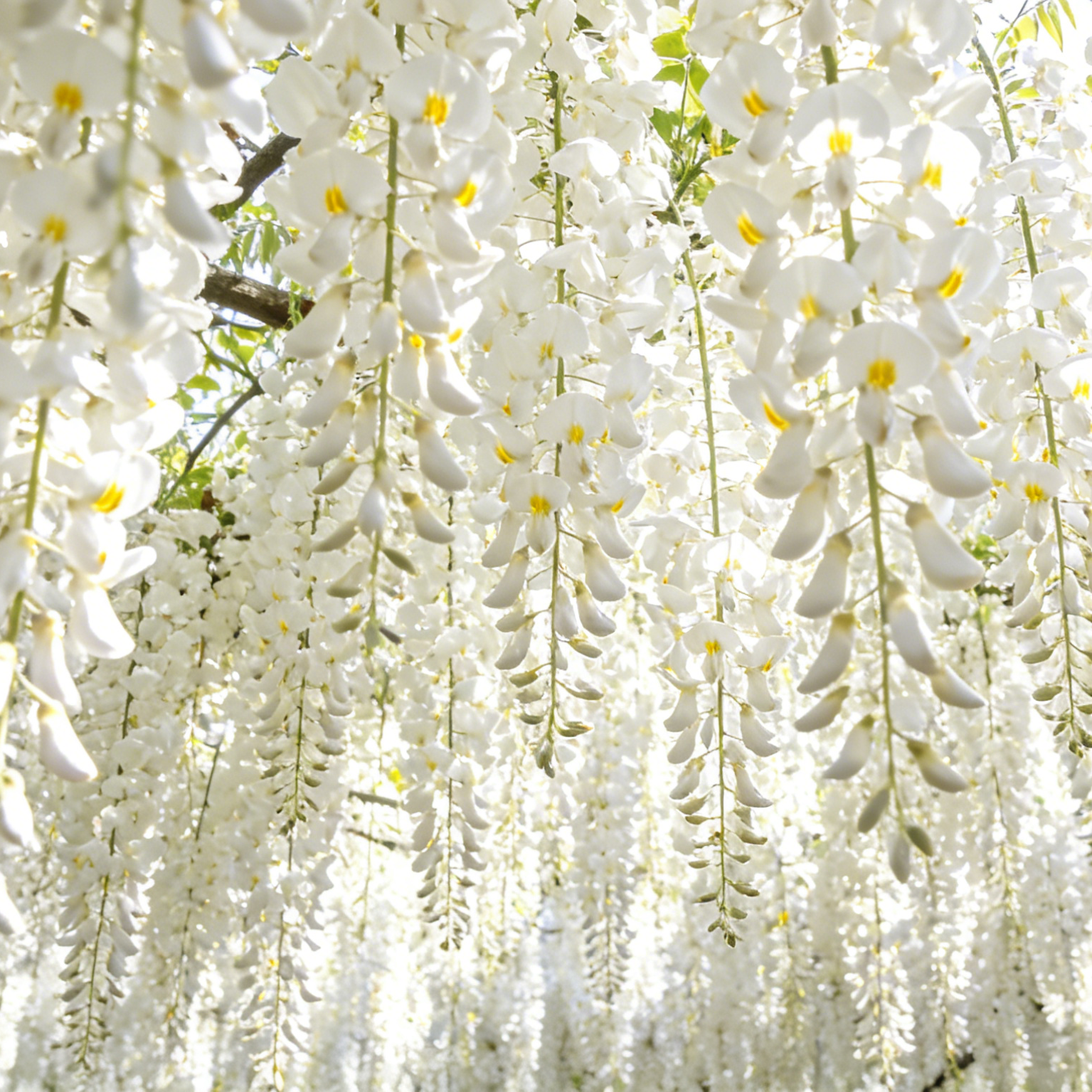 🌼Double Jasmine 🌸 Easy to Grow & Wonderfully Fragrant