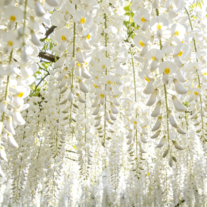 🌼Double Jasmine 🌸 Easy to Grow & Wonderfully Fragrant