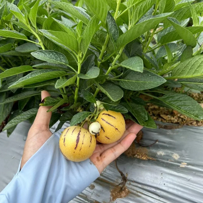 😋Plant Once, Harvest Sweet Pepino Fruits All Season