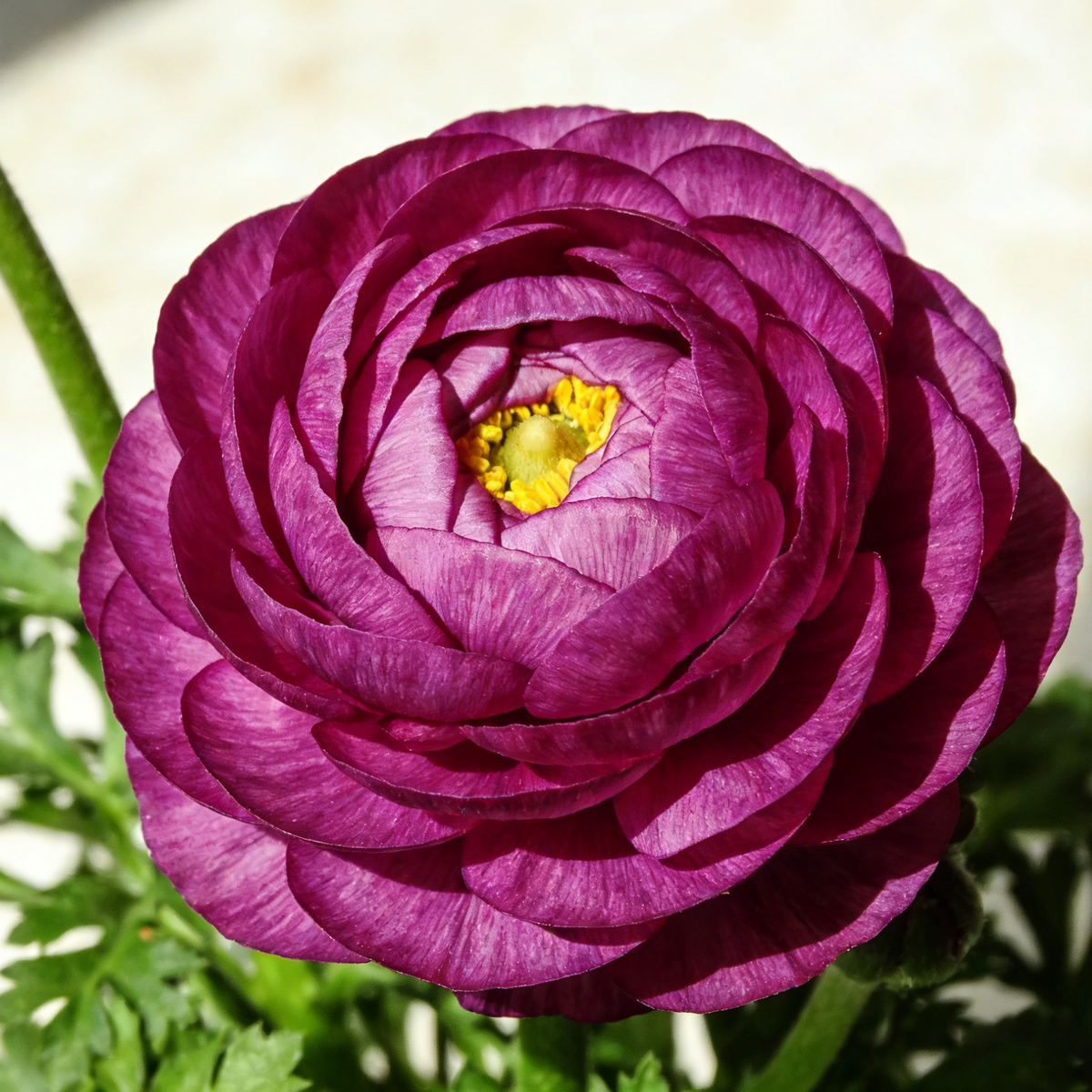 🌸Ranunculus Seeds – 💜Grow Elegant, Rose-Like Blooms in Your Own Garden