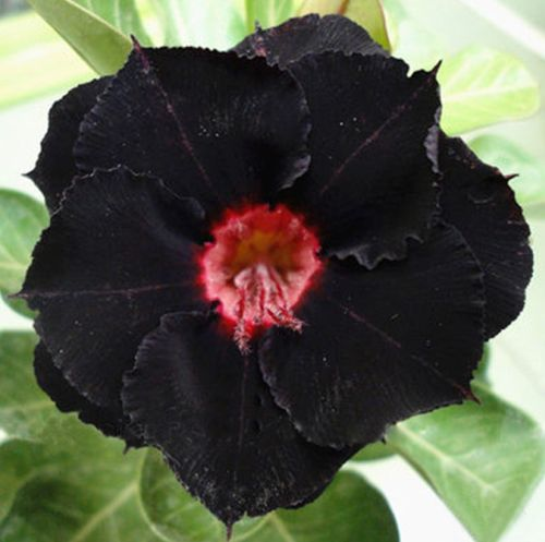 🔥Desert Rose Sale – Save Big Today!🎁 😍Vibrant Blooms All Season Long 🌵