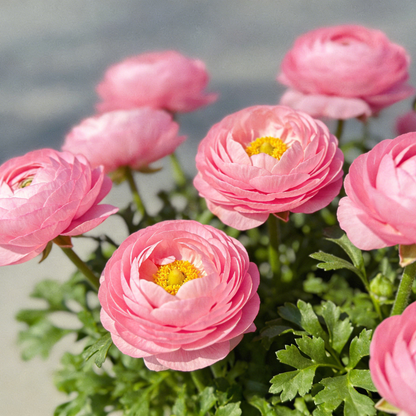 🌸Ranunculus Seeds – 💜Grow Elegant, Rose-Like Blooms in Your Own Garden