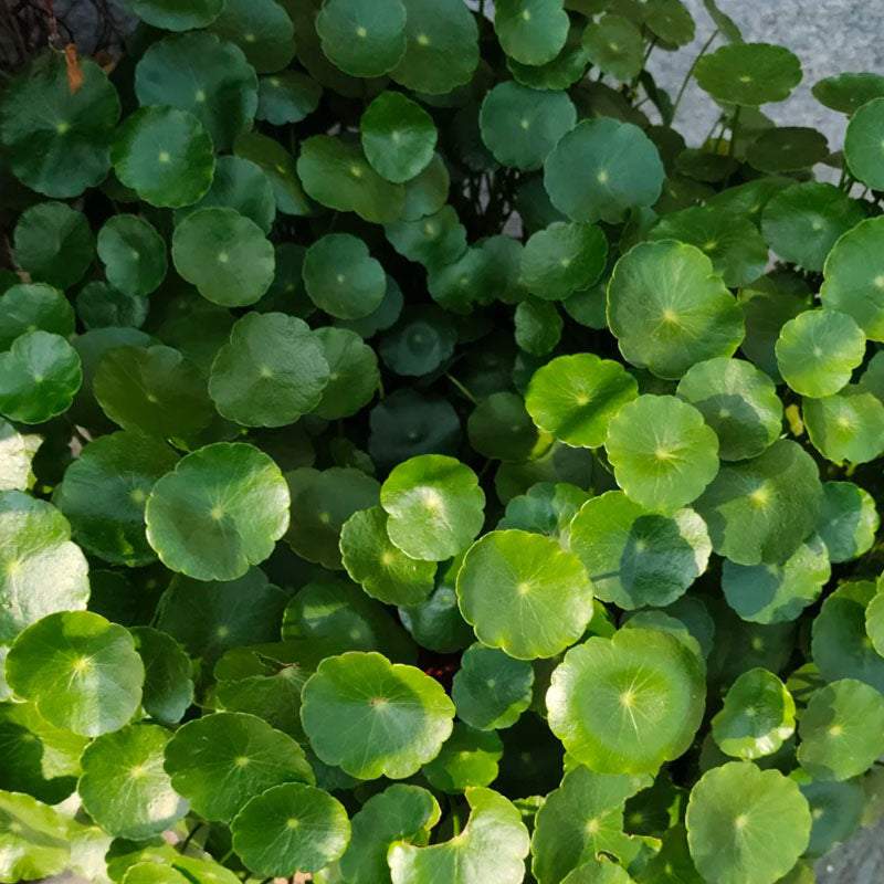 Copperleaf Seeds: Grow Your Own Luck and Prosperity! 🌿💰
