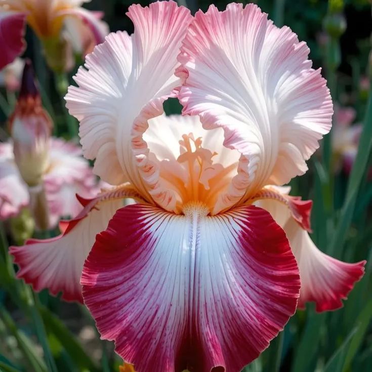 Rare & Exotic Iris Bulbs ⚜️ Unique Blooms That Impress