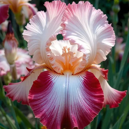 Rare & Exotic Iris Bulbs ⚜️ Unique Blooms That Impress