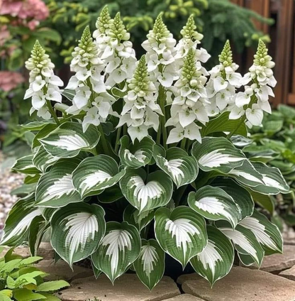 🔥Rare and premium quality hosta seeds🌿Your Garden Will Look Professionally Designed