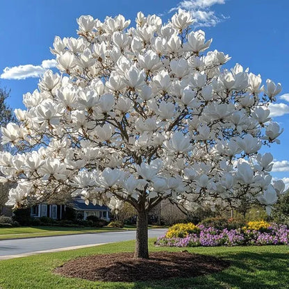 🌳 Legendary Mulan Tree · Illuminate Your Abundant Life 🌳