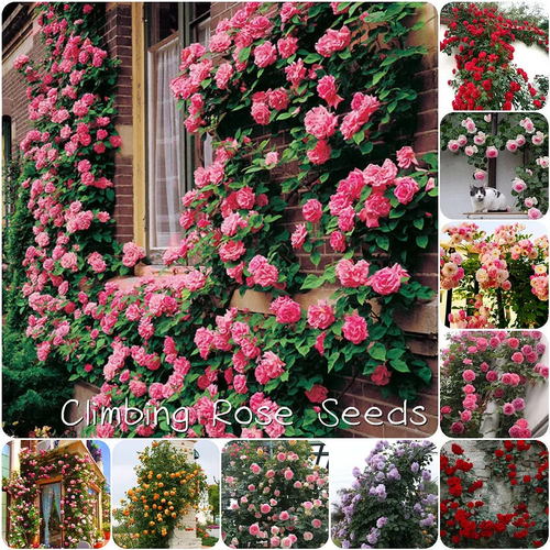 🌹Climbing Rose Seeds🌺 Easy Grow, First-Year Blooming Beauty