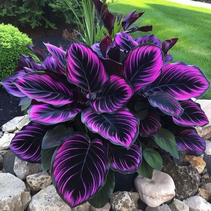 💚 ✨Premium Giant Tall Hosta Bulbs🔥Low-Maintenance, Shade-Loving & Comes Back Every Year