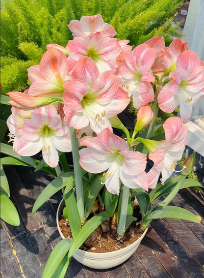 🔥 Limited-Time Offer 🌺 Rare Double-Petaled Perfume Amaryllis – Giant Fragrant Blooms All Winter Long ❄️