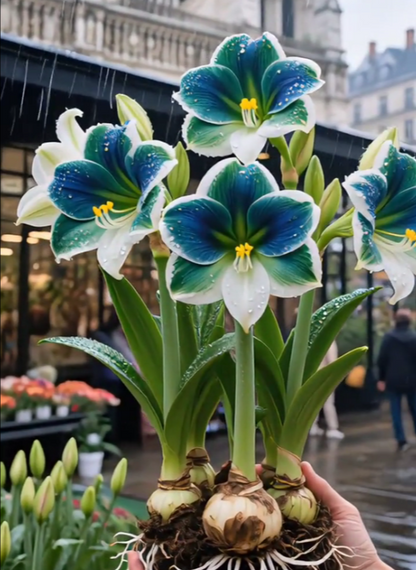 🔥 Limited-Time Offer 🌺 Rare Double-Petaled Perfume Amaryllis – Giant Fragrant Blooms All Winter Long ❄️