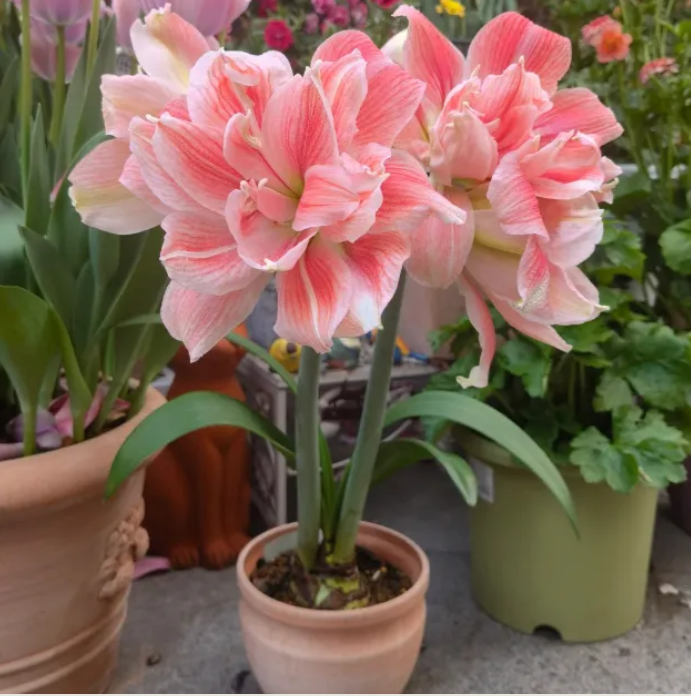 🔥 Limited-Time Offer 🌺 Rare Double-Petaled Perfume Amaryllis – Giant Fragrant Blooms All Winter Long ❄️