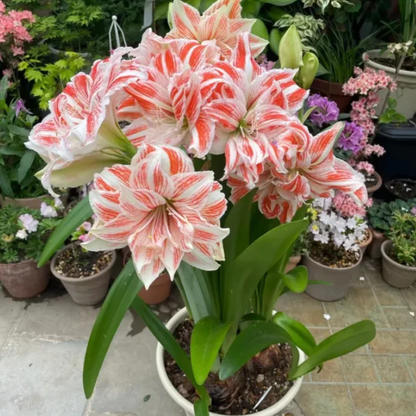 🔥 Limited-Time Offer 🌺 Rare Double-Petaled Perfume Amaryllis – Giant Fragrant Blooms All Winter Long ❄️