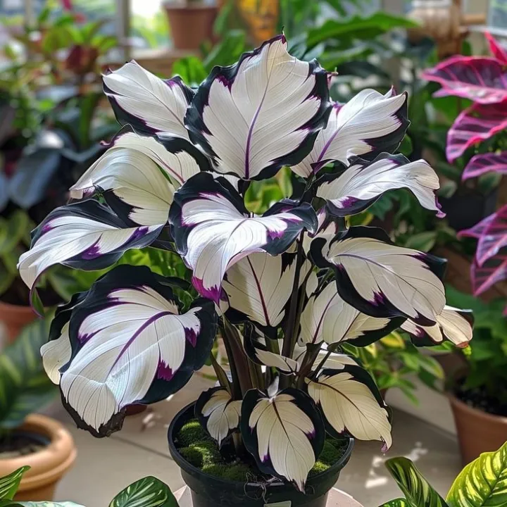 💚 ✨Premium Giant Tall Hosta Bulbs🔥Low-Maintenance, Shade-Loving & Comes Back Every Year