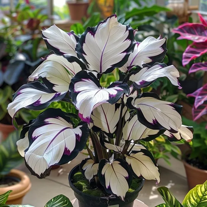 💚 ✨Premium Giant Tall Hosta Bulbs🔥Low-Maintenance, Shade-Loving & Comes Back Every Year