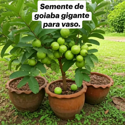 Limited-time 30% off🔥Homegrown Pink Guava 🌱 Live Tree Seedlings for Your Garden