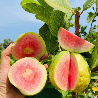 Limited-time 30% off🔥Homegrown Pink Guava 🌱 Live Tree Seedlings for Your Garden