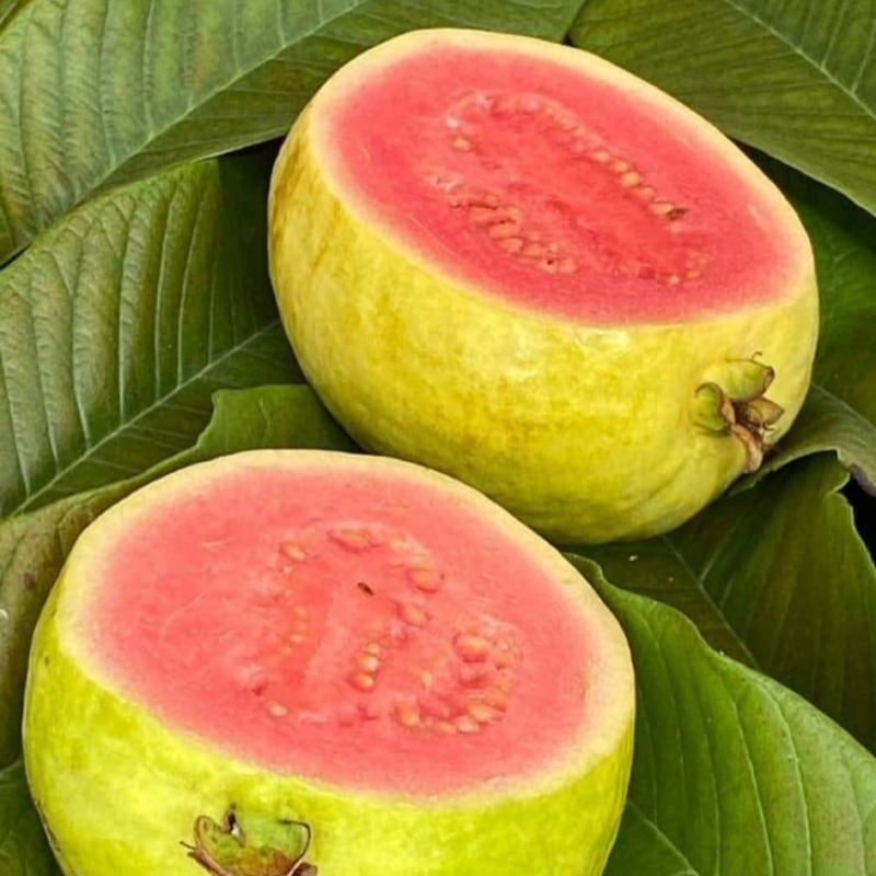 Limited-time 30% off🔥Homegrown Pink Guava 🌱 Live Tree Seedlings for Your Garden