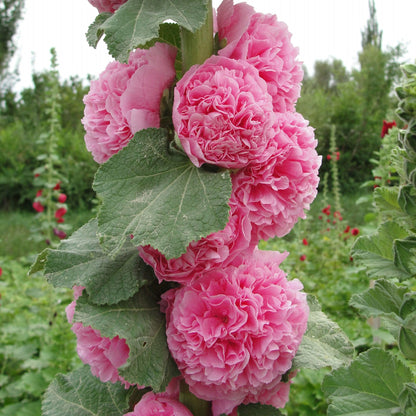 🌈 Premium Double Hollyhock🌸Plant Once, Bloom for Years