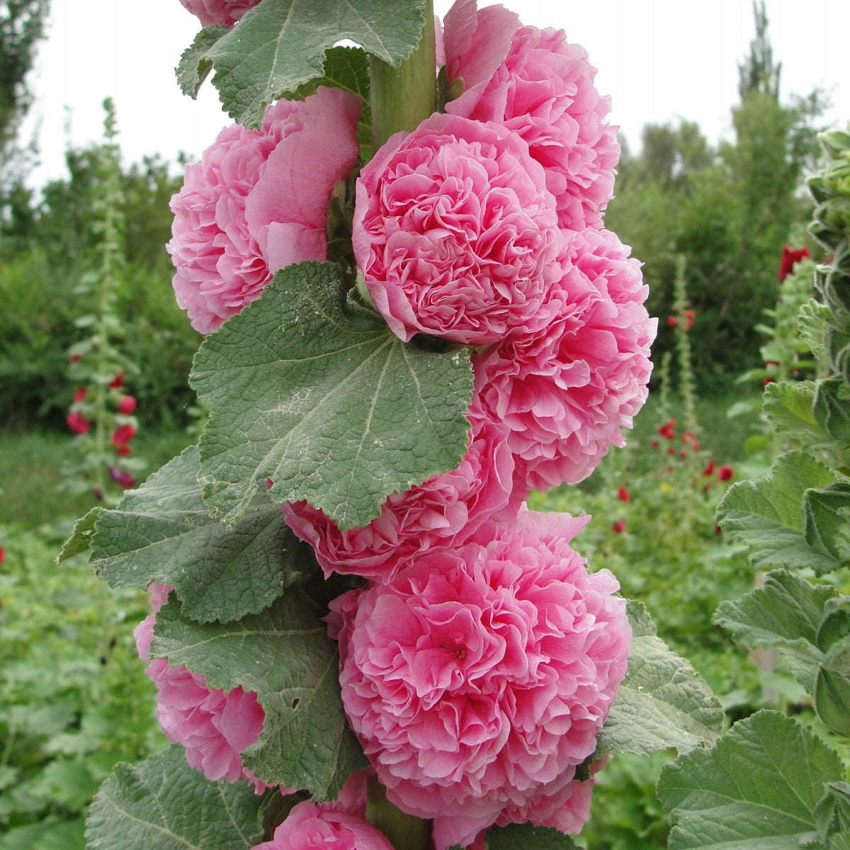 🌈 Premium Double Hollyhock🌸Plant Once, Bloom for Years