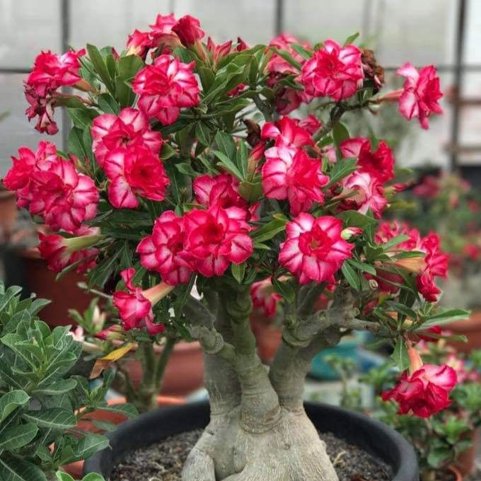 🔥Desert Rose Sale – Save Big Today!🎁 😍Vibrant Blooms All Season Long 🌵