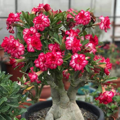 🔥Desert Rose Sale – Save Big Today!🎁 😍Vibrant Blooms All Season Long 🌵